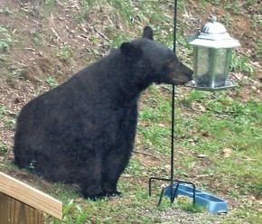 Aha!  The fool bought another birdfeeder.